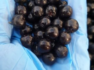 El sol de Macedonia hace el chokeberry más dulce
