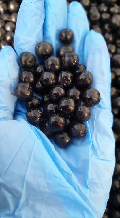 El sol de Macedonia hace el chokeberry más dulce