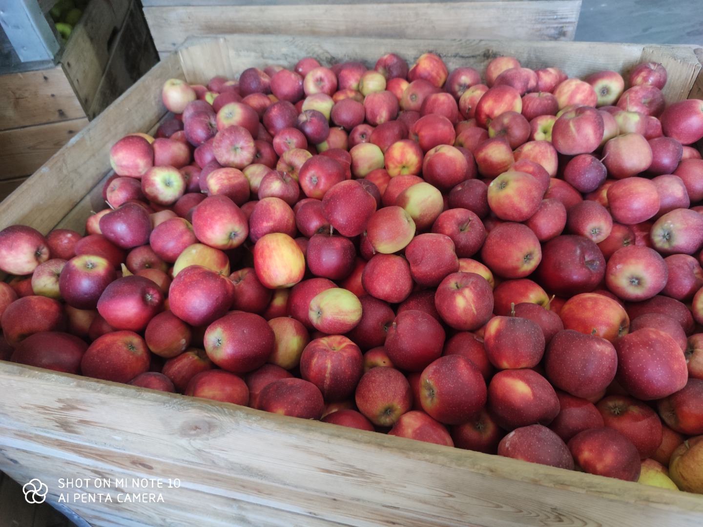 Tengo 400 t de manzanas para vender para su posterior procesamiento, como jugo exprimido, etc