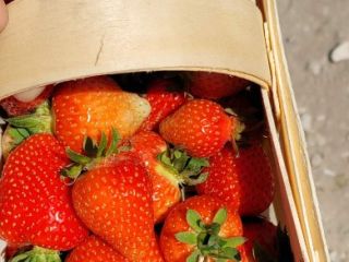 Venderé fresas frescas de varias variedades todos los días,
