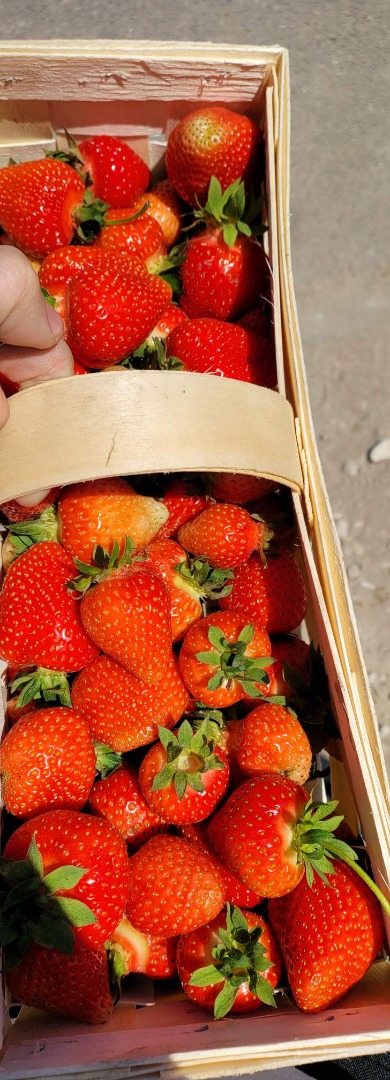 Venderé fresas frescas de varias variedades todos los días, llámenos al