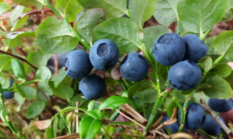 Hola, vendo cualquier cantidad de arándanos en litros