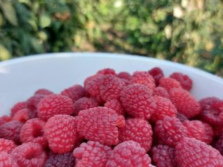 Venta de frambuesas polka, muy buena calidad