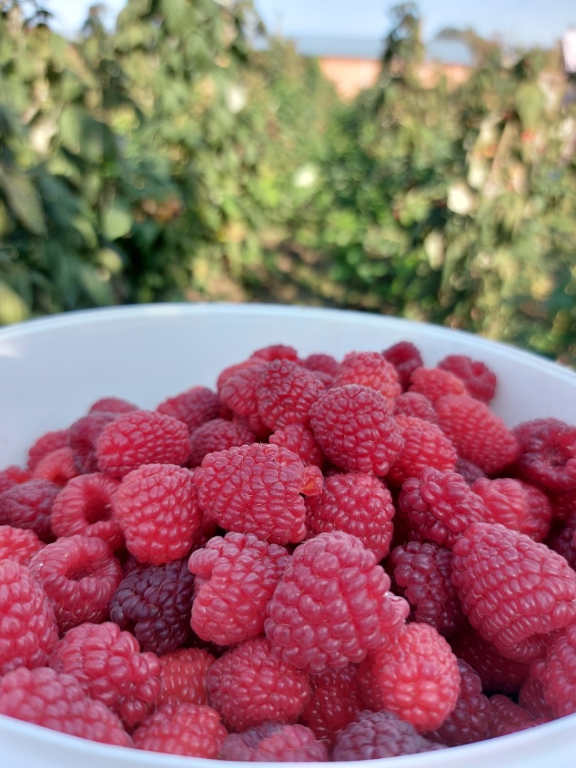 Venta de frambuesas polka, muy buena calidad