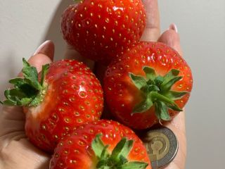 FABRICANTE DE PLANTAS Y FRUTAS DE FRESA Venderé cantidades