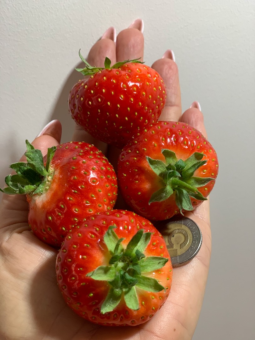 FABRICANTE DE PLANTAS Y FRUTAS DE FRESA Venderé cantidades al por mayor de fresas