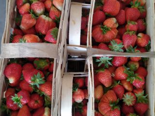 Hola, vendo fresas frescas de mermelada, roxana, variedades aprica
