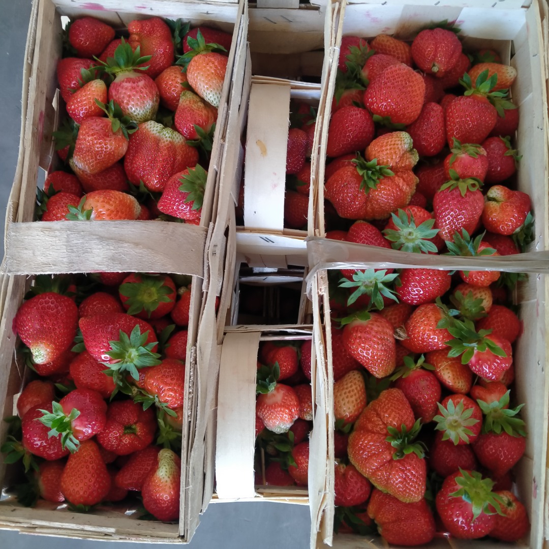 Hola, vendo fresas frescas de mermelada, roxana, variedades aprica para más información, llamar al