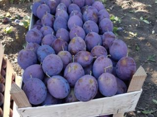 Venta de ciruelas de la República de Moldavia