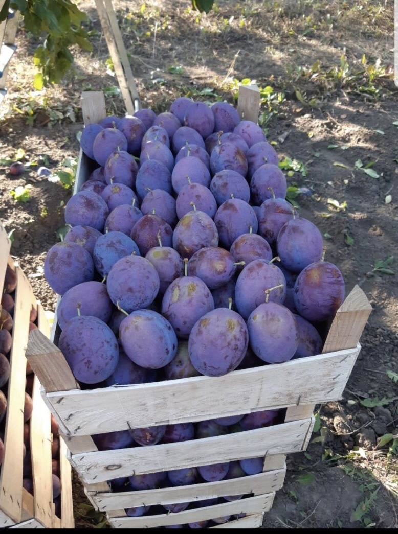 Venta de ciruelas de la República de Moldavia