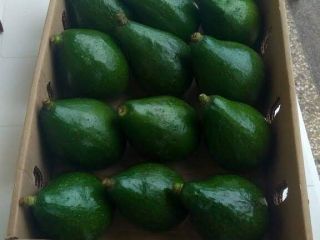 Aguacate fresco, verduras, frutas que buscamos compradores.