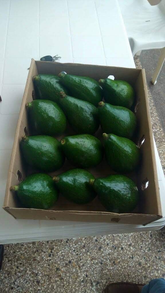 Aguacate fresco, verduras, frutas que buscamos compradores