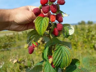 Somos una plantación de frambuesas y ofrecemos alrededor de