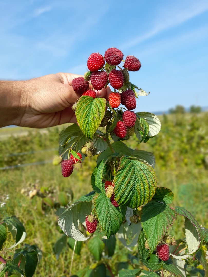 Somos una plantación de frambuesas y ofrecemos alrededor de 4 toneladas de frutas frescas Polka originales a partir de agosto de 2021 hasta septiembre