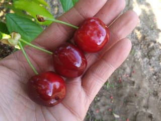 Venderé cerezas de diferentes variedades. Actualmente, la casina es