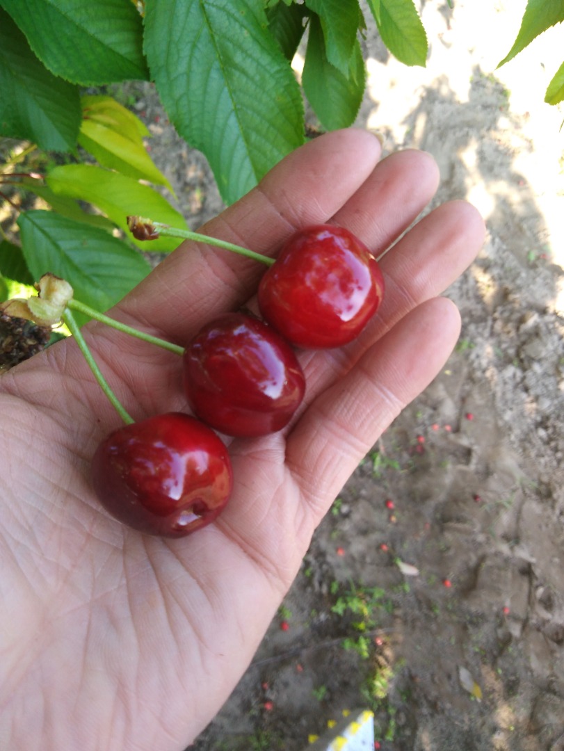 Venderé cerezas de diferentes variedades