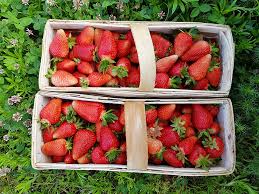 Hola, tengo fresas orgánicas a la venta