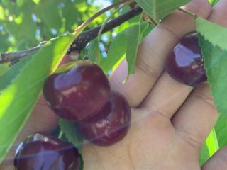 Cerezas dulces naturalmente de la granja de Uzbekistán Puedo