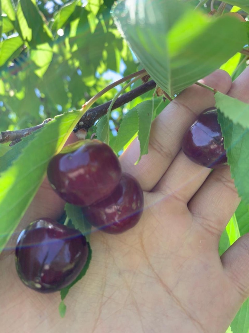 Cerezas dulces naturalmente de la granja de Uzbekistán Puedo suministrar tanta cantidad como desee tamaños disponibles 30