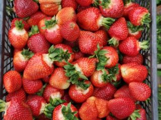 Vendo fresas orgánicas. Más detalles por teléfono o SMS