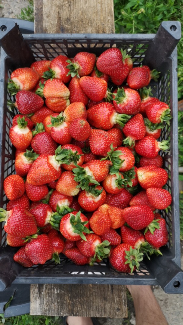 Vendo fresas orgánicas