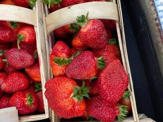 Venderé fresas frescas directamente del campo, variedades refrigeradas: Rumba,