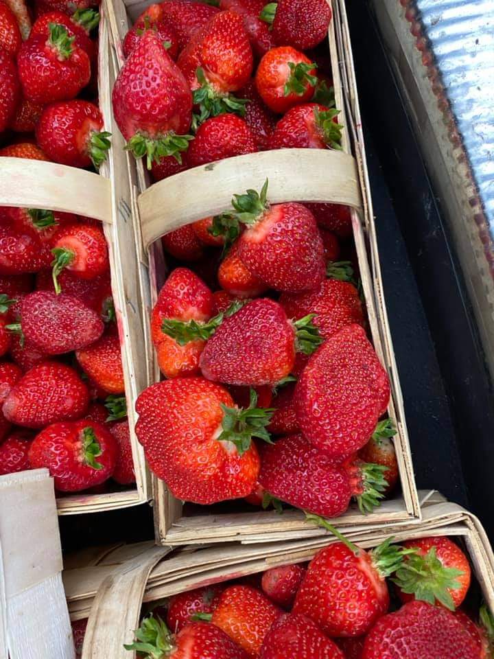 Venderé fresas frescas directamente del campo, variedades refrigeradas: Rumba, Vibrant, Reksona Aprick