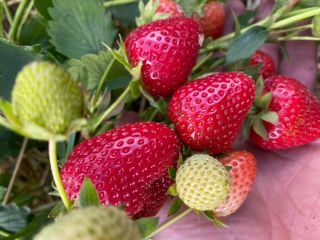 Venderé fresas industriales para jugos, mermeladas y postre, la