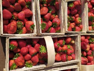 Vendo fresas, variedad Mermelada, envasadas en cestas de 2