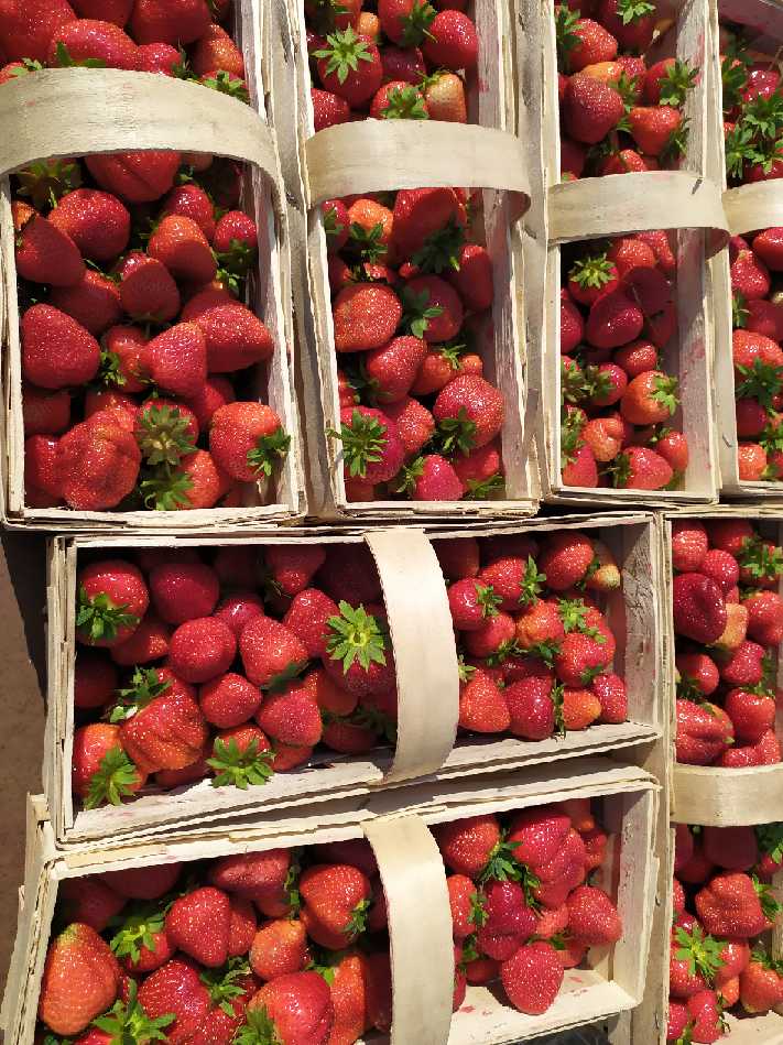 Vendo fresas, variedad Marmolada, envasadas 2 kg en cestas