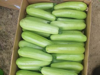 Vendo mi propia cosecha de calabazas. Detalles en el