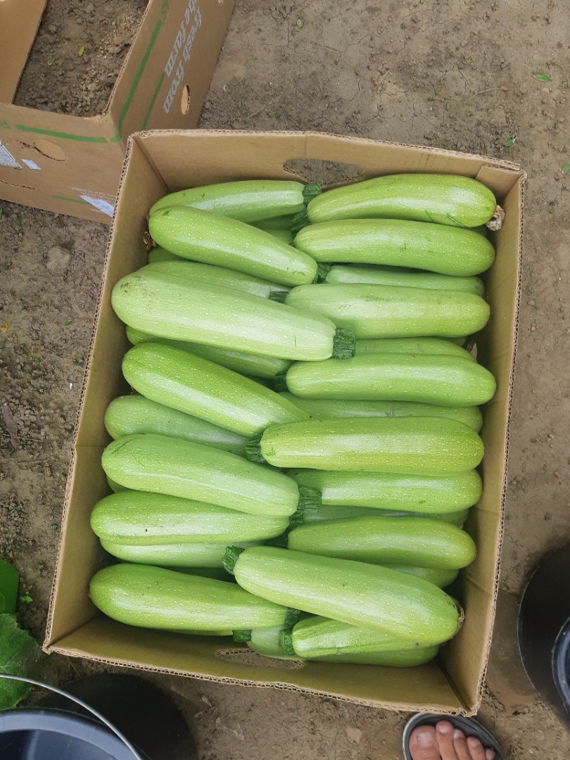 Vendo mi propia cosecha de calabazas