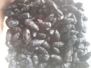 Variedad de bayas de Kamchatka Wojtek zojka