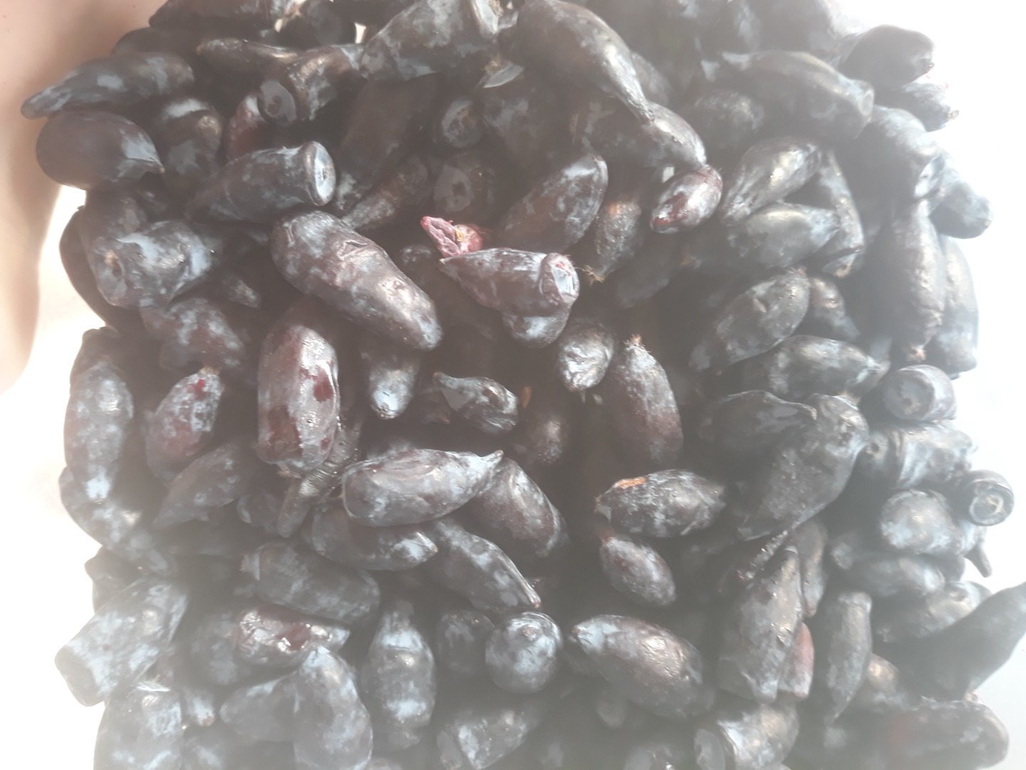 Variedad de bayas de Kamchatka Wojtek zojka
