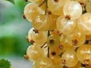 Venta de recolección mecánica de grosella blanca