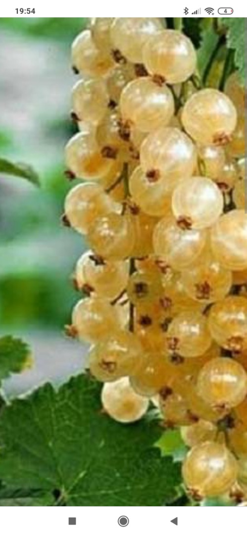 Venta de recolección mecánica de grosella blanca