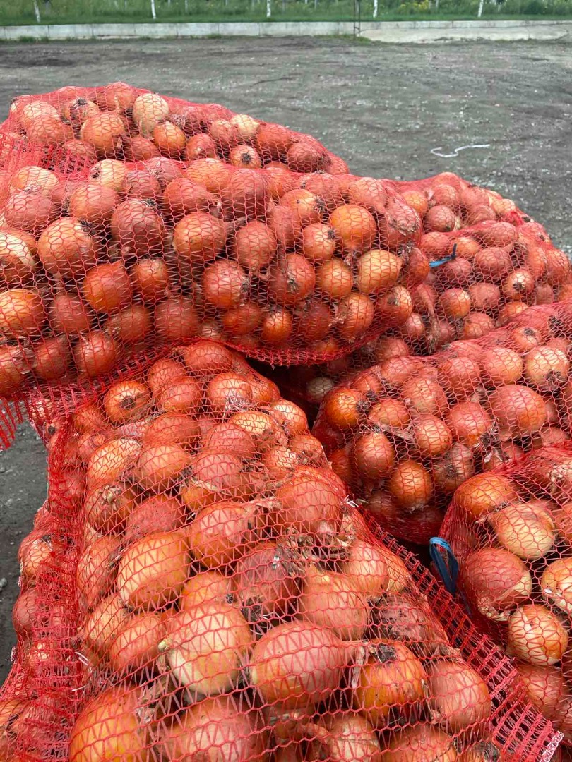 Origen de la cebolla Moldavia, fruta 2020 Sin calibrar, todos los certificados necesarios