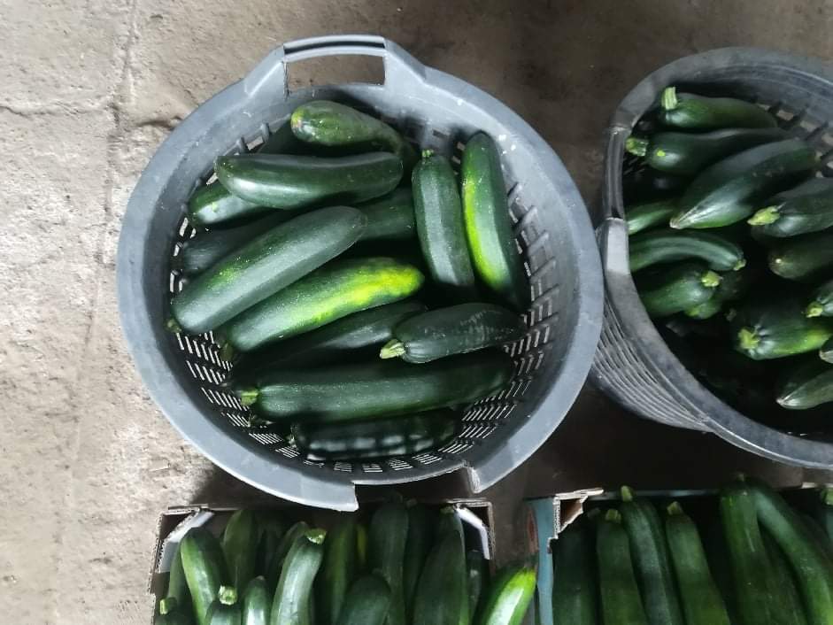 Hola, tengo a la venta una confitería "CLAUSULA general semillas" de las oficinas de hoy, peso total 66 kg, dimensiones del calabacín como en las fotos, precio