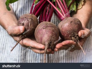 hola somos una empresa que exporta frutas y verduras,