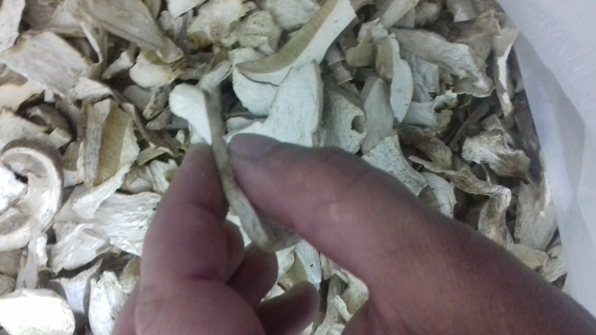 Wistawim Fakture vat .grzyby tejrecne Mashroom boletus 1 especie 130 zlt 2 especies 110 zlot Cantidades al por mayor Boletus cap 1