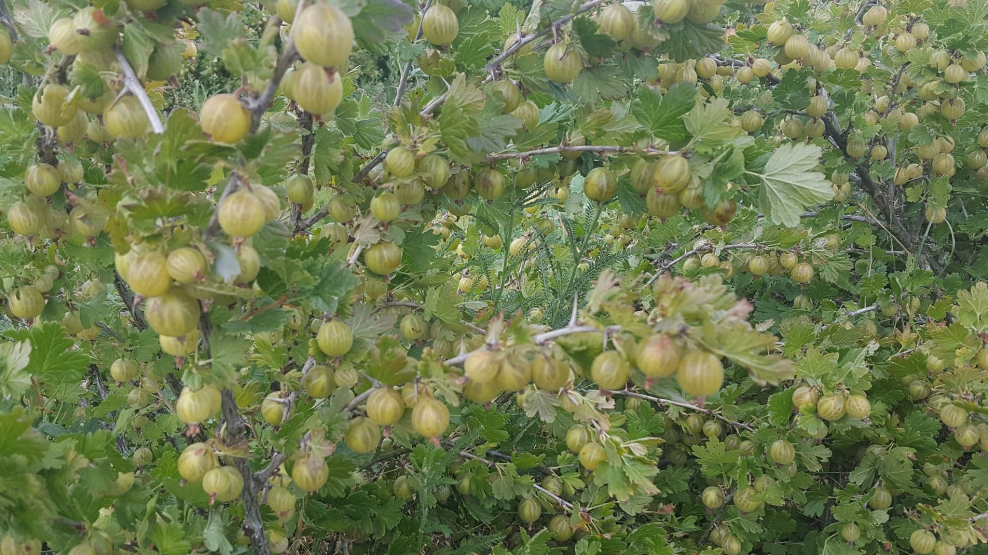 Vendo grosellas para hacer prensado, purés, etc