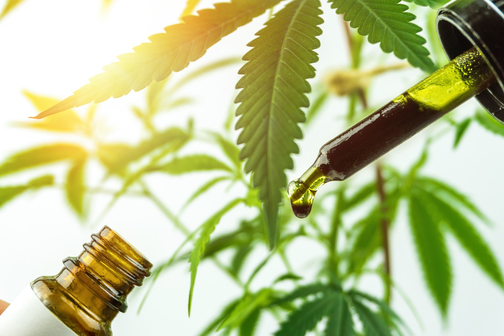 Lo invitamos a cooperar en el suministro de materia prima de CBD para su posterior procesamiento o el producto final de Marca Blanca bajo su propia marca