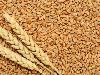 Somos proveedores mayoristas de productos de trigo y cereales