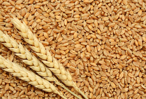 Somos proveedores mayoristas de productos de trigo y cereales y nuestra empresa tiene un rendimiento y una calidad de producto sobresalientes