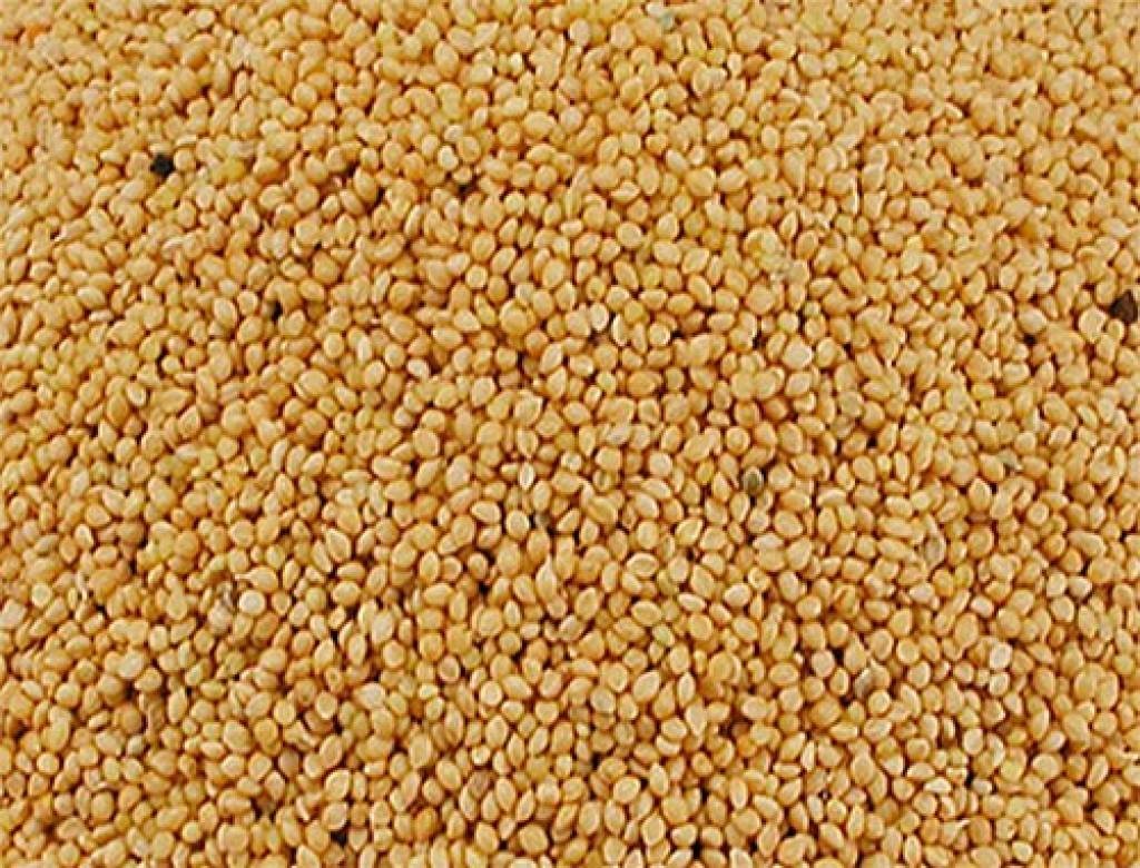 Somos proveedores mayoristas de mijo y otros productos de cereales, nuestra empresa tiene un rendimiento y una calidad de producto sobresalientes
