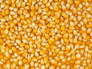 Somos proveedores mayoristas de Maíz (maíz amarillo) y productos