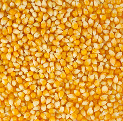 Somos proveedores mayoristas de Maíz (maíz amarillo) y productos de cereales, nuestra empresa tiene un desempeño y calidad de producto sobresalientes