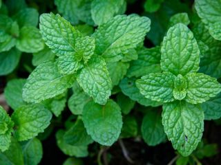 Menta Tipo 1: Hojas frescas Tipo 2: Hojas secas