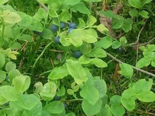 Bayas del bosque con recogida en Wyszków. Cantidades desde