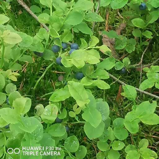 Bayas del bosque con recogida en Wyszków